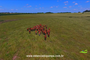 800 Hectares.00_02_39_05.Quadro013_2b582a68a5bce83749f0e4777208af1baff75c6e.png